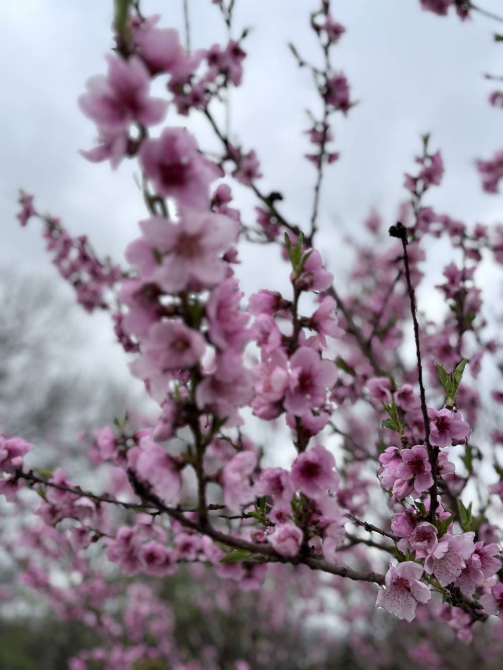 fleurs de cerisier