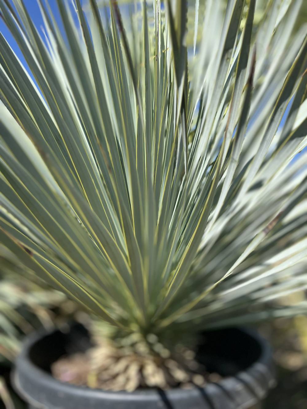 plante méditerranéenne
