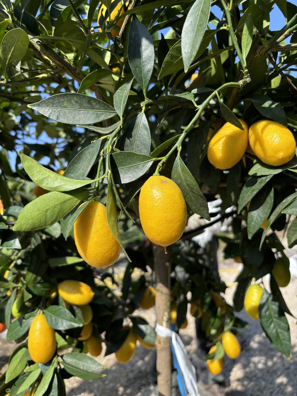 agrumes près de Boisset