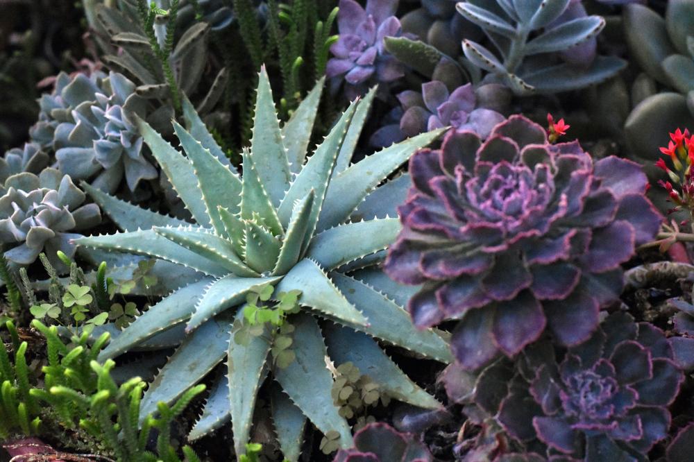plantes près de Boisset