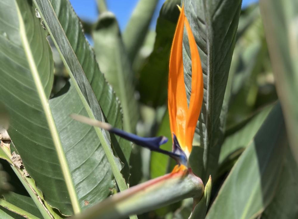 oiseau de paradis