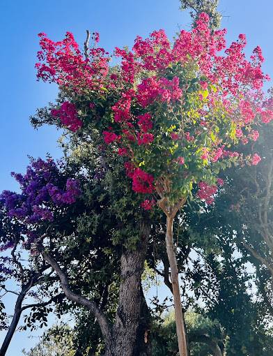 arbres en fleurs