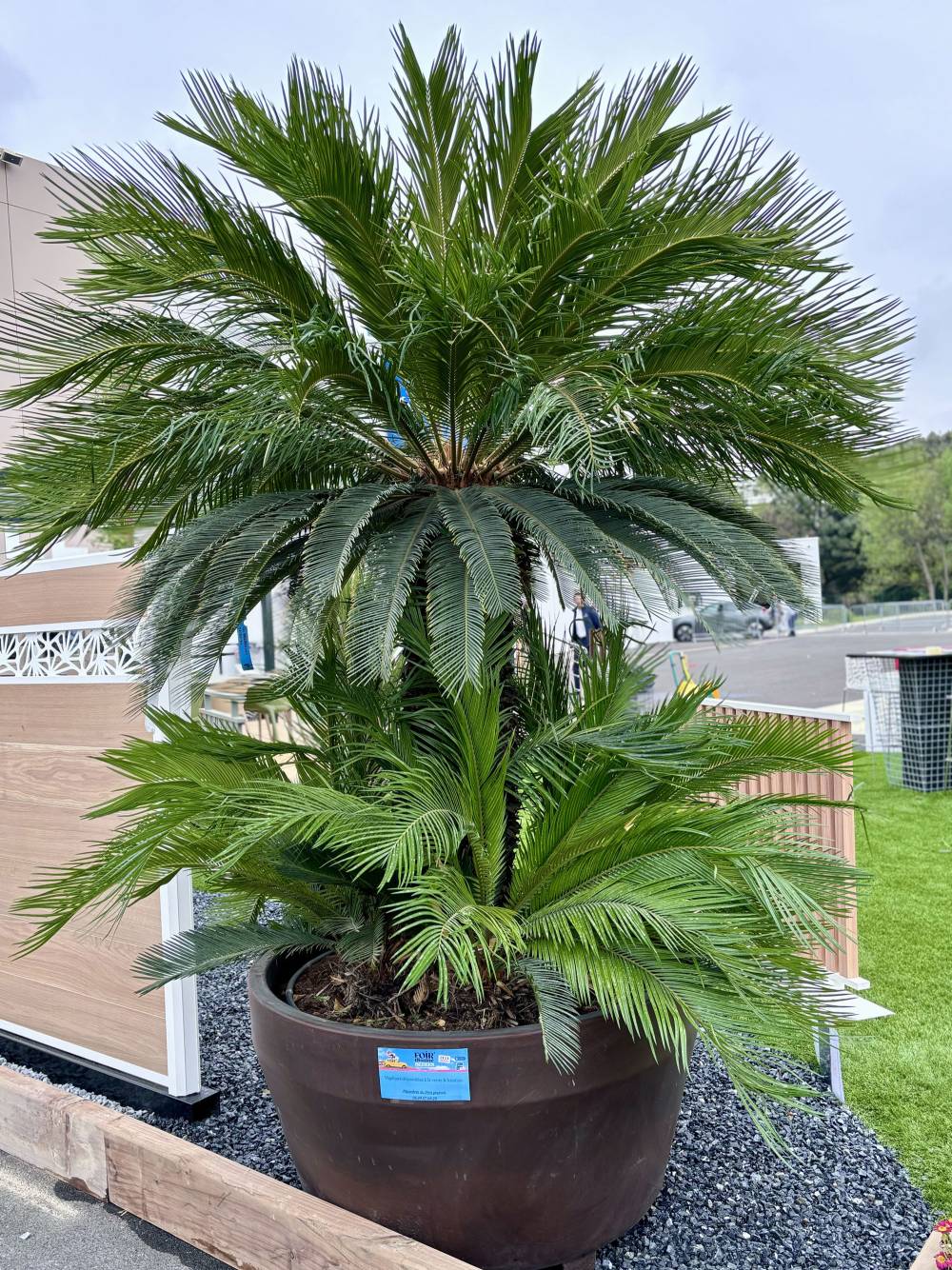 palmier près de Boisset
