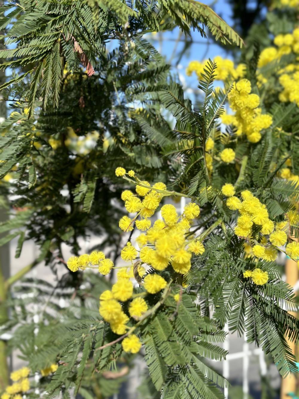 mimosa en fleurs
