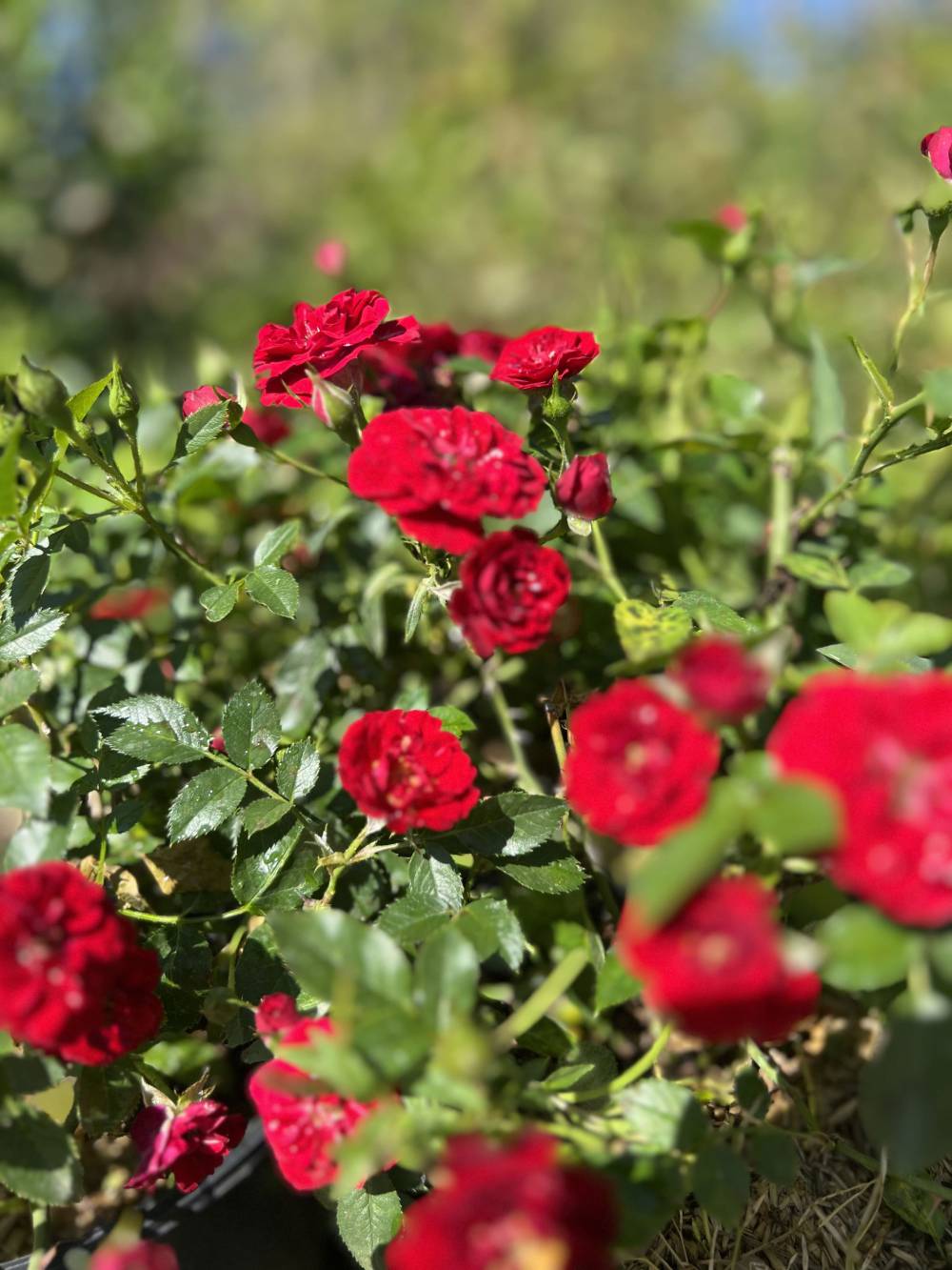 rosiers