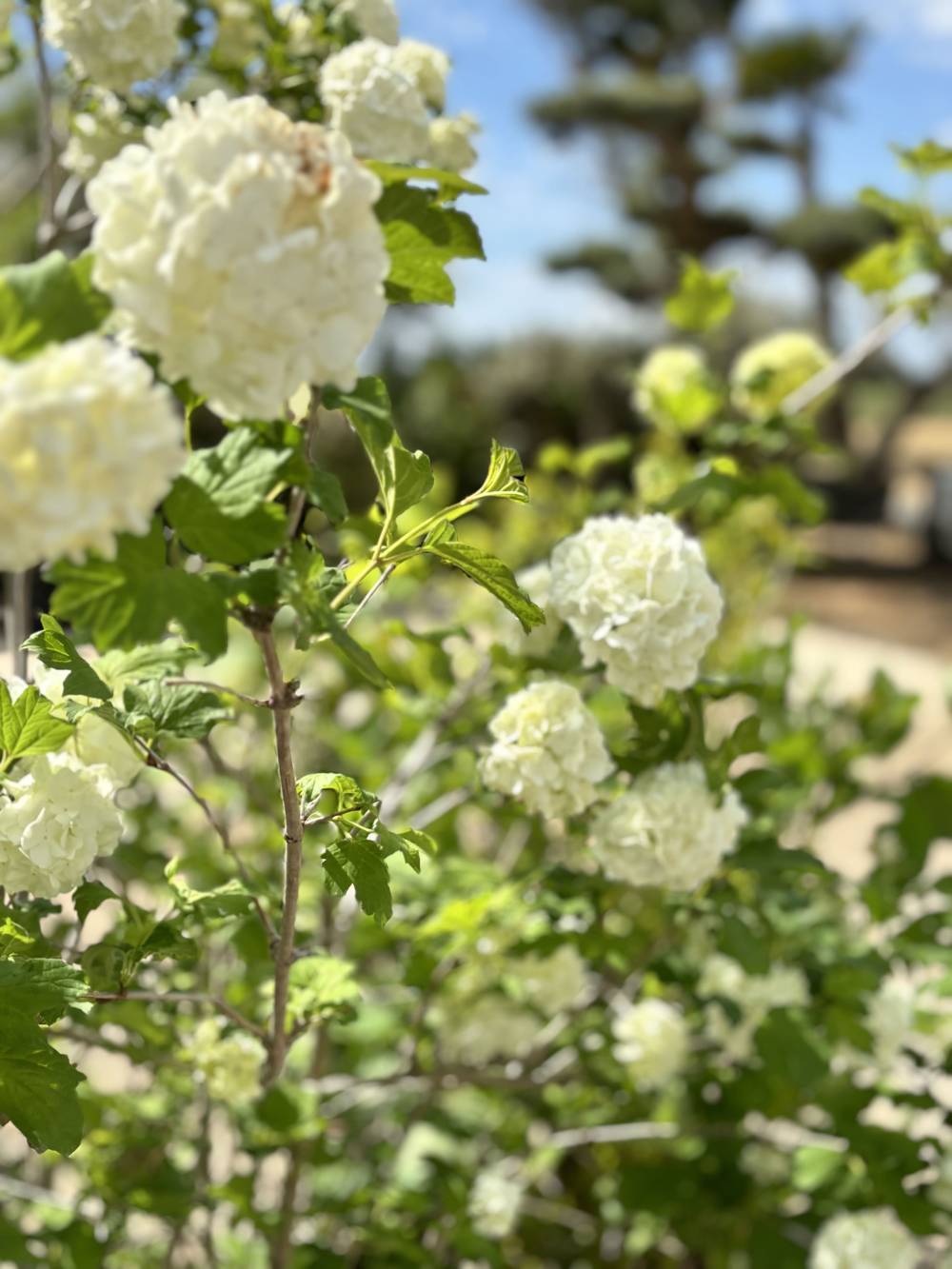 hortensia