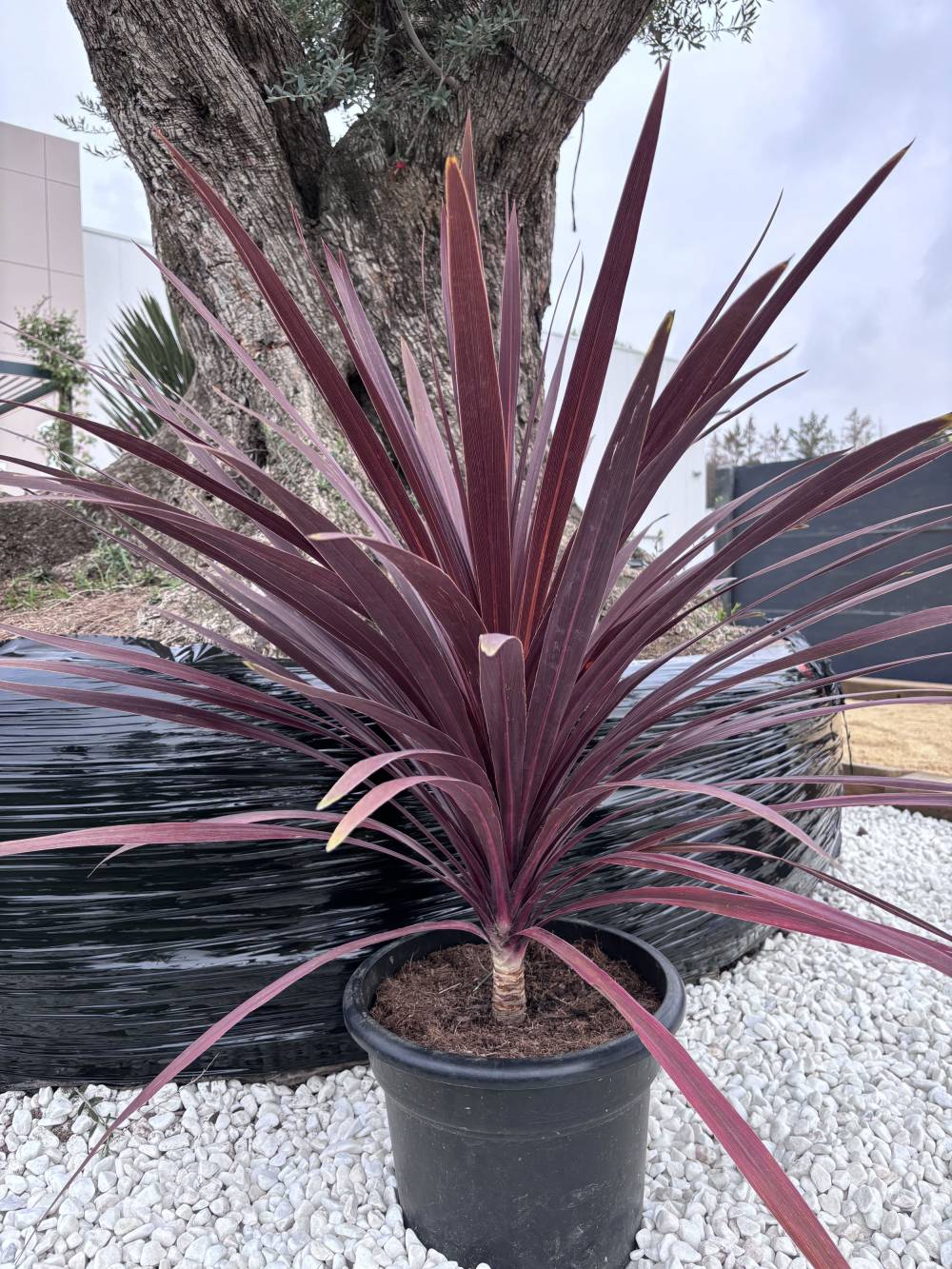 plante exotique rouge bordeaux