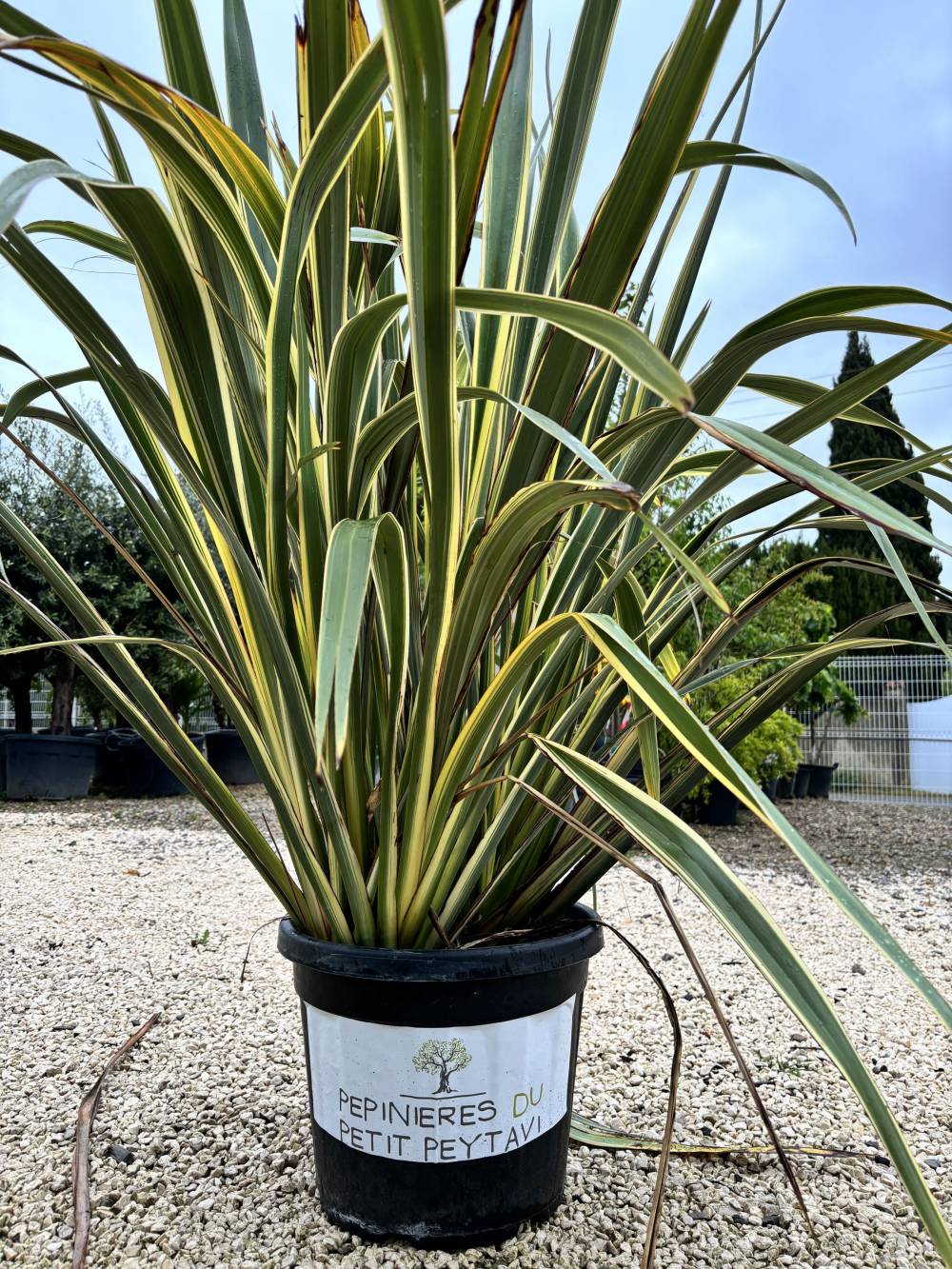plante exotique bicolore
