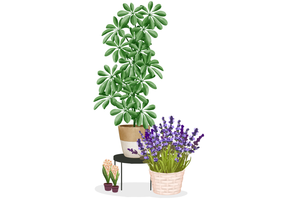 illustrations de plantes diverses